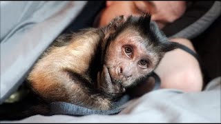 Capuchin Monkey Nap Time!