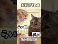 突然しゃるる杯に参加することになったドラフト最下位古代人「よむ」#よむ #葛葉 #らいじん #うるか #wataneko #猫ミーム #猫meme #memes #catmemes