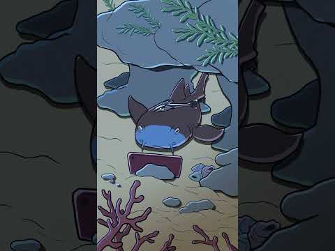 Nurse Shark Animation Original Cartoon