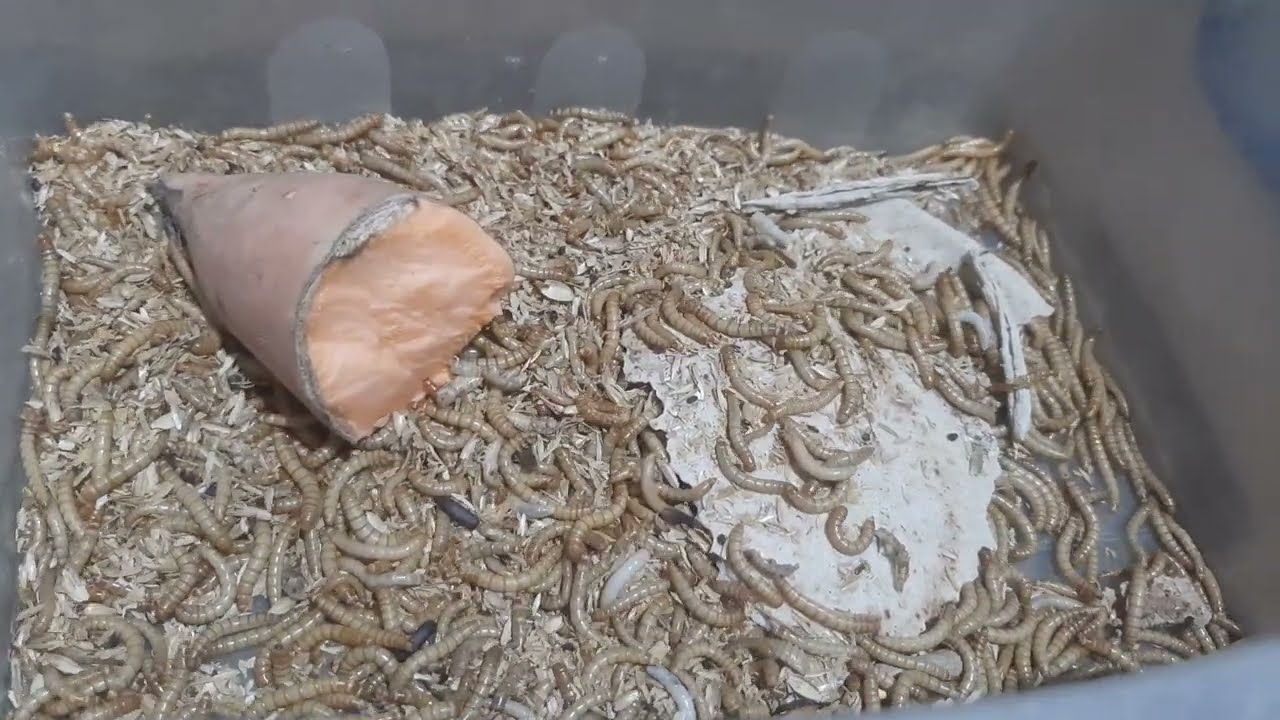 تربية الميل وورم من الالف للياء (دودة القبابى )