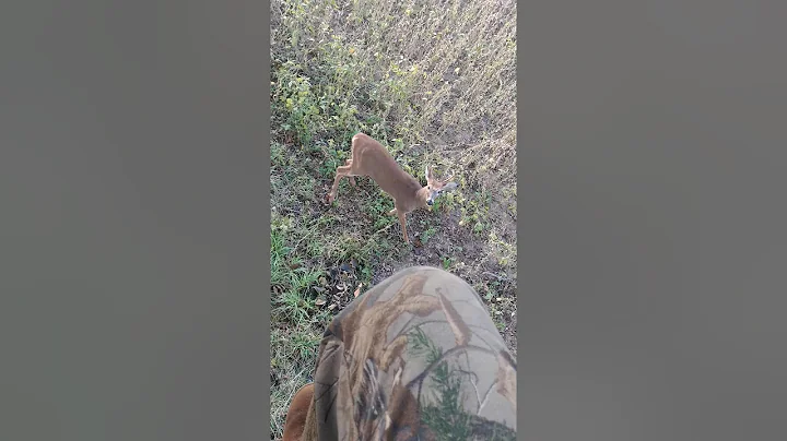 Small buck...nice video!