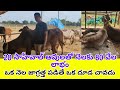 ఒక నెల జాగ్రత్తగా చూసుకుంటే ఒక్క దూడ చావదు | Successful Sahiwal Cow Farm |  86393 97186