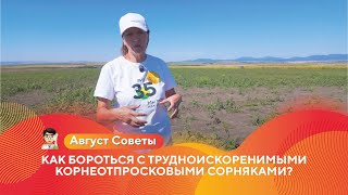 видео: Как бороться с трудноискоренимыми корнеотпросковыми сорняками? | Осенняя глифосатная обработка #агро картинка: Как бороться с трудноискоренимыми корнеотпросковыми сорняками? | Осенняя глифосатная обработка #агро
