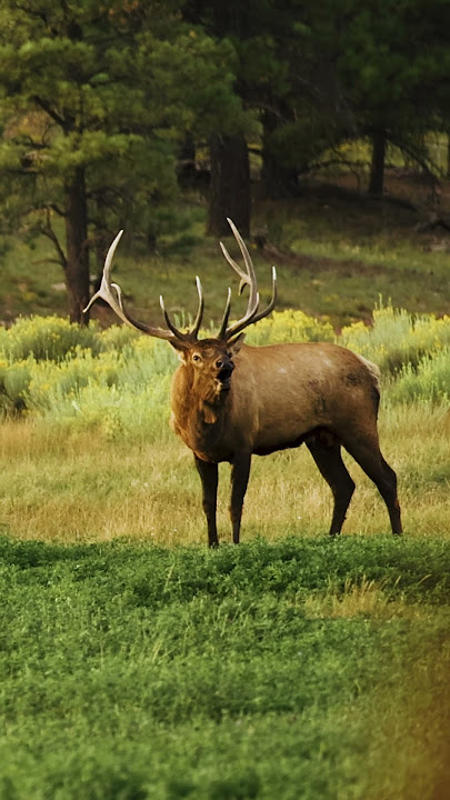 This Will Give You CHILLS! Bull Elk Bugle #elk #elkhunting