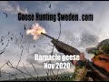 Hunting Barnacle Geese GHS nov 2020