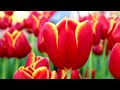 Keukenhof garden 2022 - Spring has come - 4K