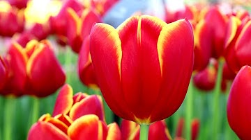 Keukenhof garden 2022 - Spring has come - 4K