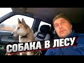Забрал датчики ЦИТД 5А / нашёл собаку в лесу.