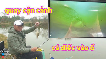 câu khai xuân / quay cận cảnh đàn cá diếc vào ổ
