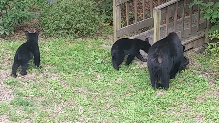 New Bears  First Cautious Visit