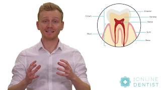 What is a tooth made of?