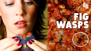 Figs Eat Wasps Before You Eat The Fig by Bizarre Beasts 897,533 views 1 year ago 6 minutes, 14 seconds