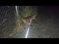 Finnegan Fox goes on a night walk