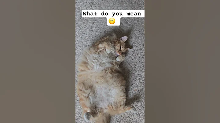 Video 10968081: cute maine coon, cat cutecat pets animals