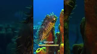 《海底的异世界!这些真实存在的生物美到不真实!💙》