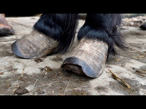 Trimming And Replacing old Worn out Horse Shoes. Satisfying