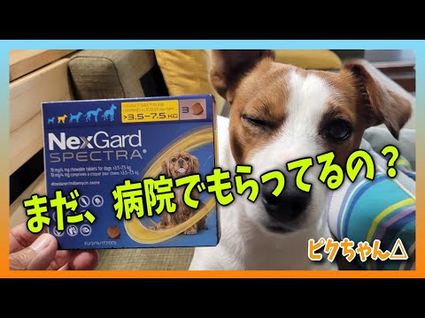【Nex Garde SPECTRA】海外通販でお得に…ノミ・マダニ・フィラリア・各寄生虫などオールインワン駆除にネクスガードスペクトラ🐶#ネクスガード#ジャックラッセルテリア#輸入代行業者