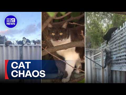 Perth neighbourhood overrun by elderly woman's cats | 9 News Australia