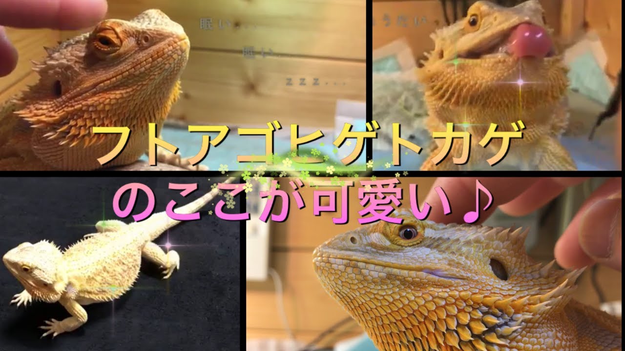 フトアゴヒゲトカゲのここが可愛いとこ集 Youtube