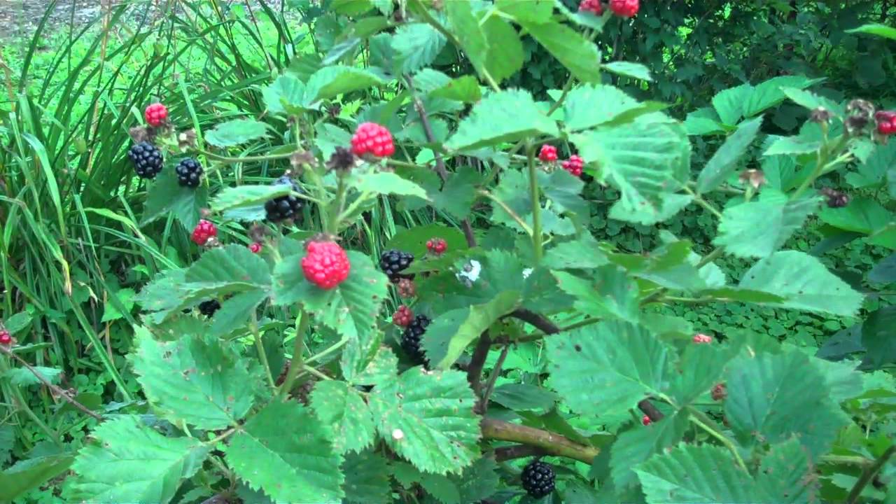 Blackberry Plants For Sale 1.89 at Tn Tree Nursery YouTube
