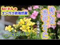 No.34『時には花のように』(真木柚布子)【Noriさんの1コーラスレッスン】