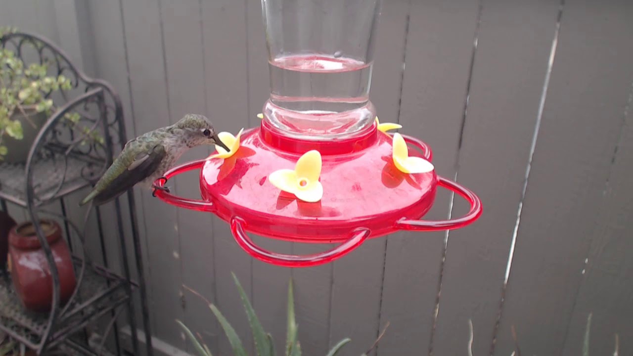 video phone beyonce mp3 Bella Hummingbird Nest Cam 09-03-2018 07:35:59 - 08:35:59