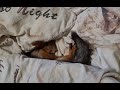 Бельчонок забрал у нас с мужем одеяло и устроился туда спать!!! 🤣 The squirrel took the blanket