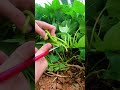 RT 132356 mini rotary tillage and ridging all-in one tree 🌲 short view#yourubeshortvid