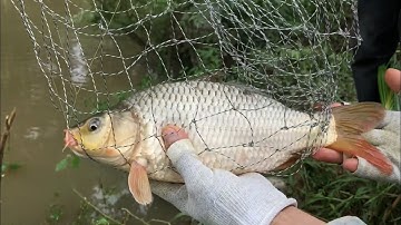 CÂU ĐÀI CÁ CHÉP SÔNG MÙA NƯỚC LŨ HƯNG HUGO