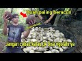 Cara mengolah  buah kluwek kepayang picung dengan benar