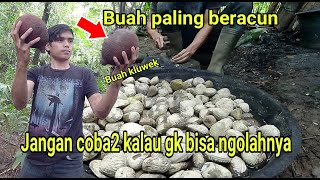 Cara Mengolah  Buah Kluwek kepayang Picung dengan benar