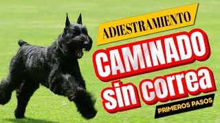 Como Enseñar a tu perro a CAMINAR sin CORREA