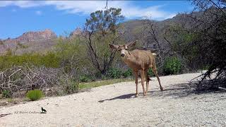 5 Mule Deer and one does not want to leave