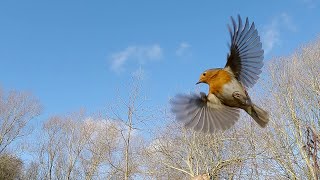 Robins in slow motion - UHD 4K by Steve Downer - Wildlife Cameraman 369 views 3 weeks ago 4 minutes, 18 seconds