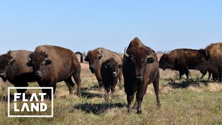 The Bison That Protect One of Missouris Last Prairies