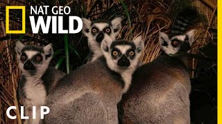 Brightening the Future of Endangered Animals | Nat Geo WILD