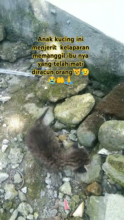 anak kucing ini menjerit kelaparan memanggil ibunya yang telah mati diracun orang😿😥😭🤲🙏#kucing #cats