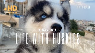 A DAY IN A LIFE WITH HUSKY | SPENDING DAY WITH HUSKIES FAMILY |