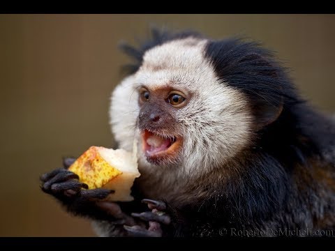 black caps vs sri lanka Cute Monkeys Part #58 - How To Finger Baby Marmoset Monkey Feeding Banana Really Delicious?