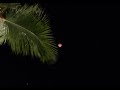 Time-lapse del eclipse total de Luna desde República Dominicana