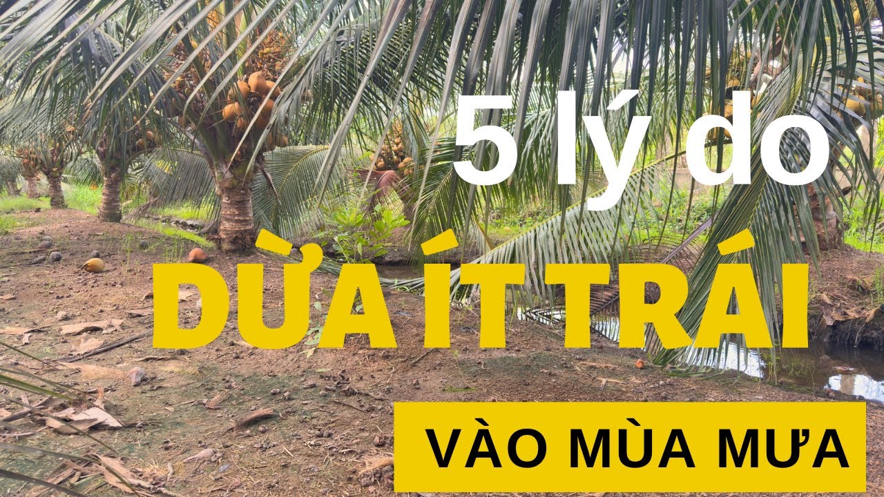 Vì sao mùa mưa dừa ít trái? , 5 lý do.