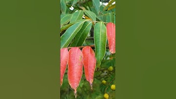 Thứ ám ảnh nhất trong rừng tây bắc cây sơn | TÂY BẮC TV #shorts