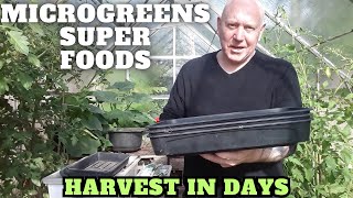 Grow Microgreens Super Foods [Gardening Allotment UK] [Grow Vegetables At Home ]