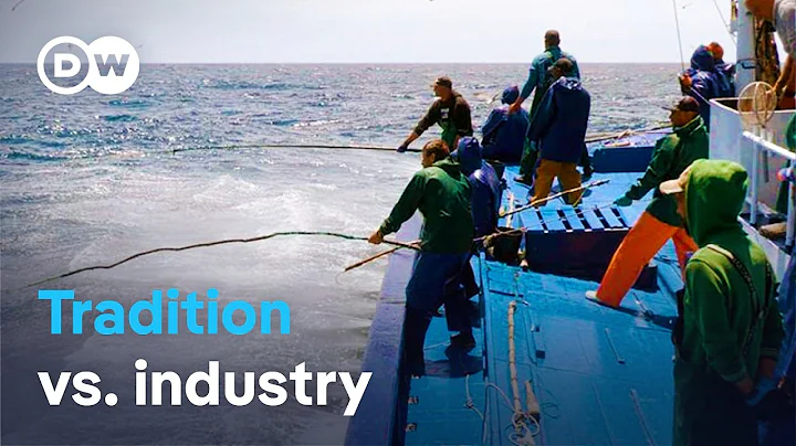 Bullied by the EU? The last pole-and-line fishermen of the Azores | DW Documentary