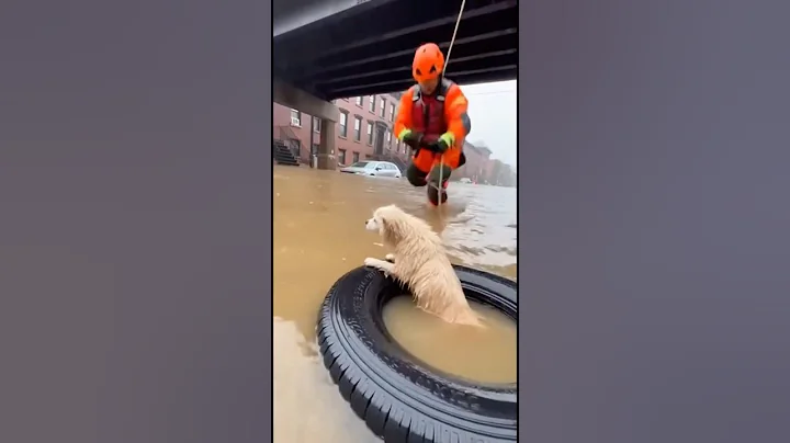 Hero Rescuer Saves Small Dog From Flooded Street 🐶🚨