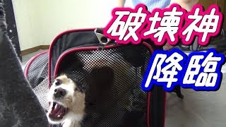 [飛び出すワンコ] 破壊神様お静まりくだされ～♪