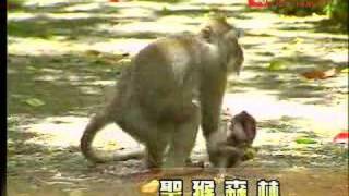 猴子稱王，人類小心～走訪峇里島烏布的聖猴森林
