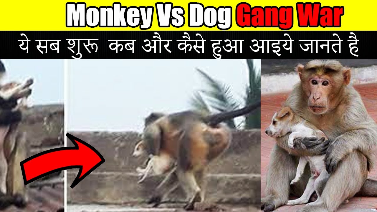 Monkeys Vs Dogs Here's the real story behind the 'gang war' between