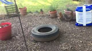 Chicken Diversions  Ideas for Backyard Flock Fun
