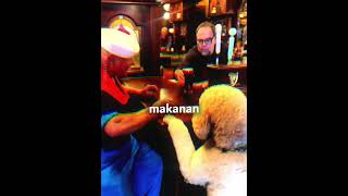 Anjing Ini Berjalan Seperti Manusia 😳🐶